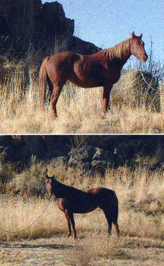 lanaesfilly.jpg